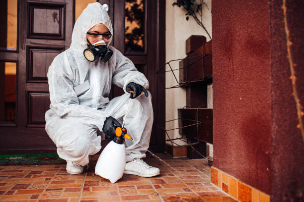 Reliable Wasp Removal contractor in Santa Teresa, NM by Show Me Pest Control